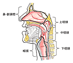 咽頭の解剖(Gray's Anatomyより引用)
