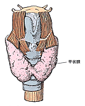 甲状腺の解剖(Gray's Anatomyより引用)